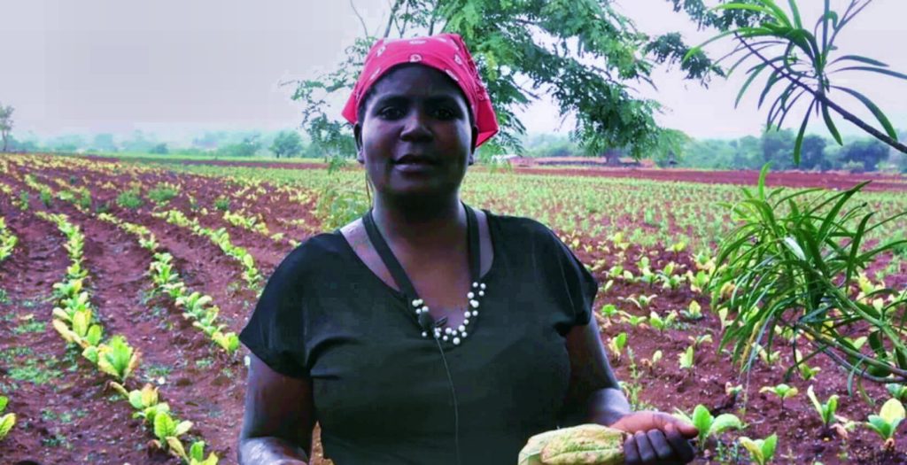 Станьте свидетелем мозаики табачных полей Того: Где амбиции встречаются с традициями